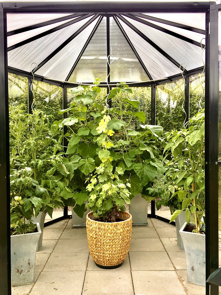 Växthus Merkurius - 3,7 m² + Växthusrengöring Växthus Merkurius - 3,7 m² + Växthusrengöring