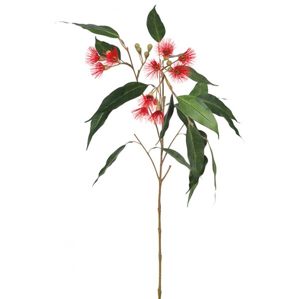 Eucalyptus konstv�xt