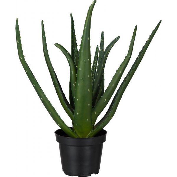 Aloe konstv�xt