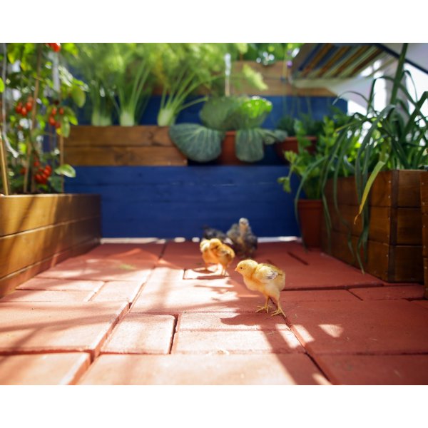 Canopia Mythos V�xthus i Polykarbonat 3,4 m� - Silver