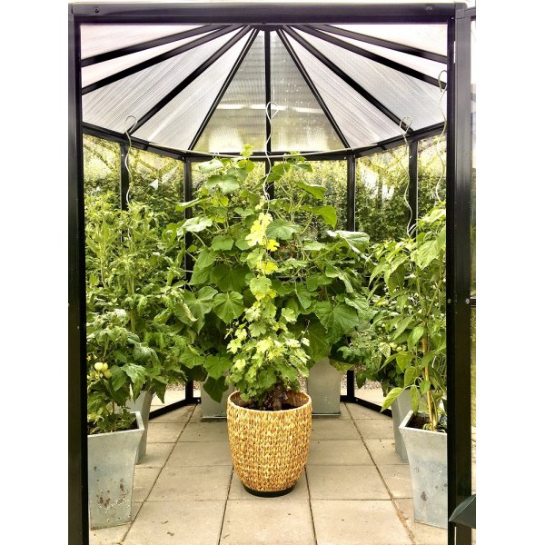 Gewchshaus Quecksilber - 3,7 m