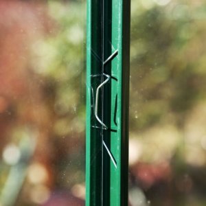 Gewächshausverglasung Frühling Juliana - Gewächshauszubehör 15er-Packung Gewächshausverglasung Frühling Juliana - Gewächshauszubehör 15er-Packung