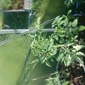 Tomat planta i växthuset populär 3,8 Växthus Popular - 3,8 m²